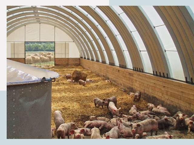 Строительство свинарников в Лыткарине